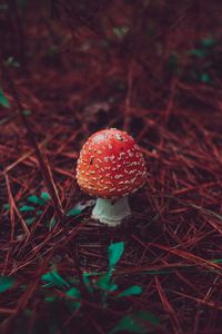 Превью обои мухомор, гриб, трава, осень