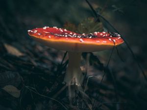 Превью обои мухомор, гриб, трава, макро