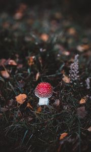 Превью обои мухомор, поганка, гриб, лес, трава, осень