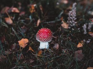 Превью обои мухомор, поганка, гриб, лес, трава, осень