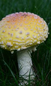 Превью обои мухомор, трава, гриб, растение