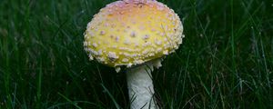 Превью обои мухомор, трава, гриб, растение