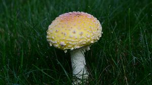 Превью обои мухомор, трава, гриб, растение