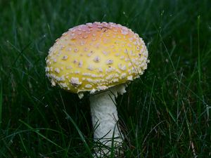 Превью обои мухомор, трава, гриб, растение
