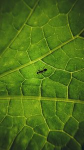 Превью обои муравей, насекомое, лист, жилки, макро