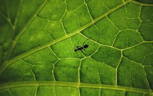 Превью обои муравей, насекомое, лист, жилки, макро