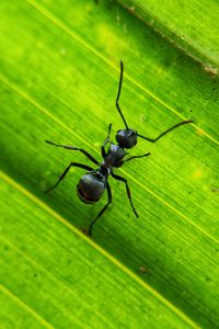 Превью обои муравей, насекомое, лист, макро