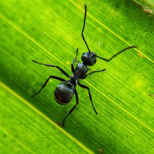 Превью обои муравей, насекомое, лист, макро