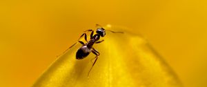 Превью обои муравей, насекомое, макро, желтый