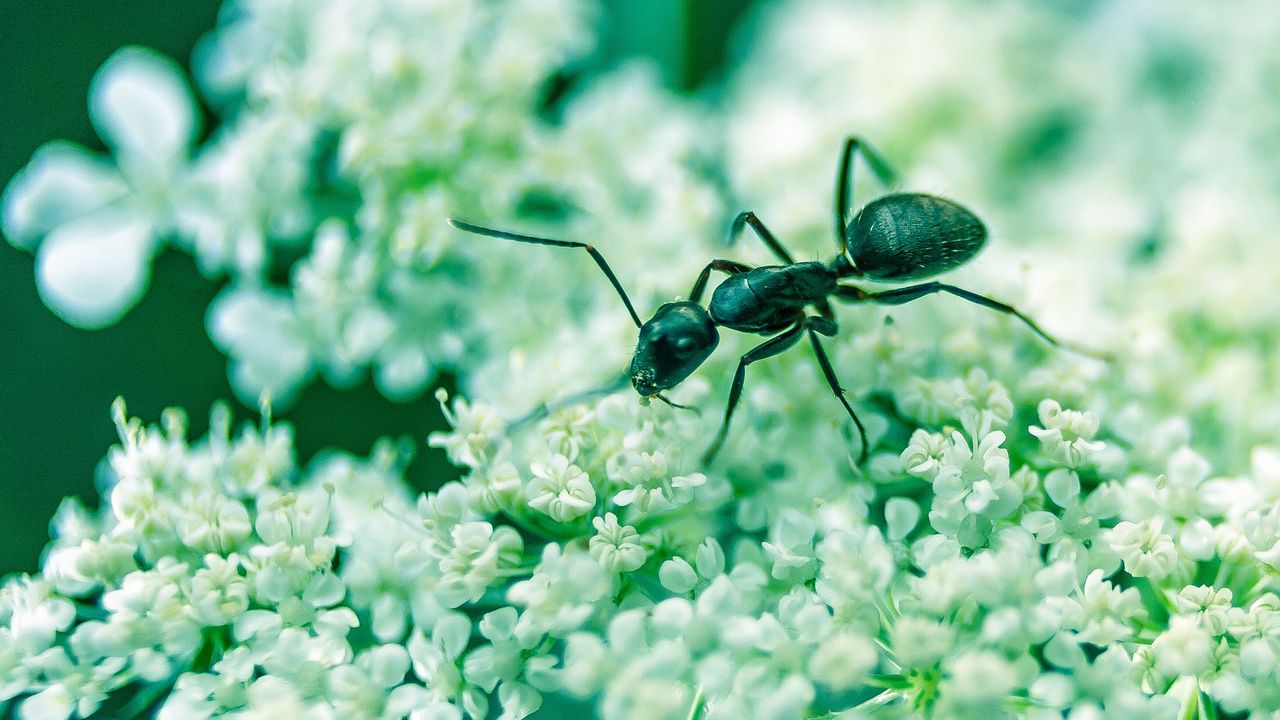 Обои муравей, насекомое, цветы