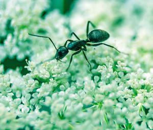 Превью обои муравей, насекомое, цветы