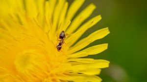 Превью обои муравей, цветок, макро, желтый