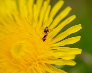 Превью обои муравей, цветок, макро, желтый
