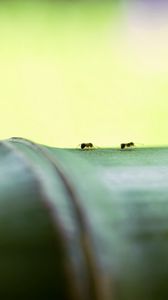 Превью обои муравьи, бамбук, макро