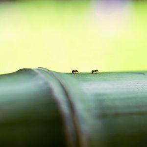 Превью обои муравьи, бамбук, макро