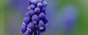 Превью обои мускари, цветок, макро, растение, фиолетовый, синий, бутон