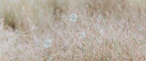 Превью обои мыльные пузыри, блики, трава, поле, макро