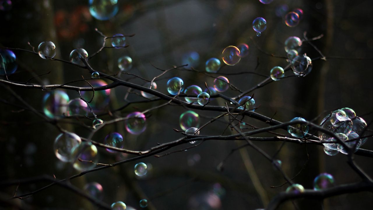 Обои мыльные пузыри, пузыри, ветки, деревья