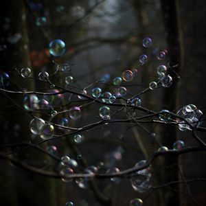 Превью обои мыльные пузыри, пузыри, ветки, деревья