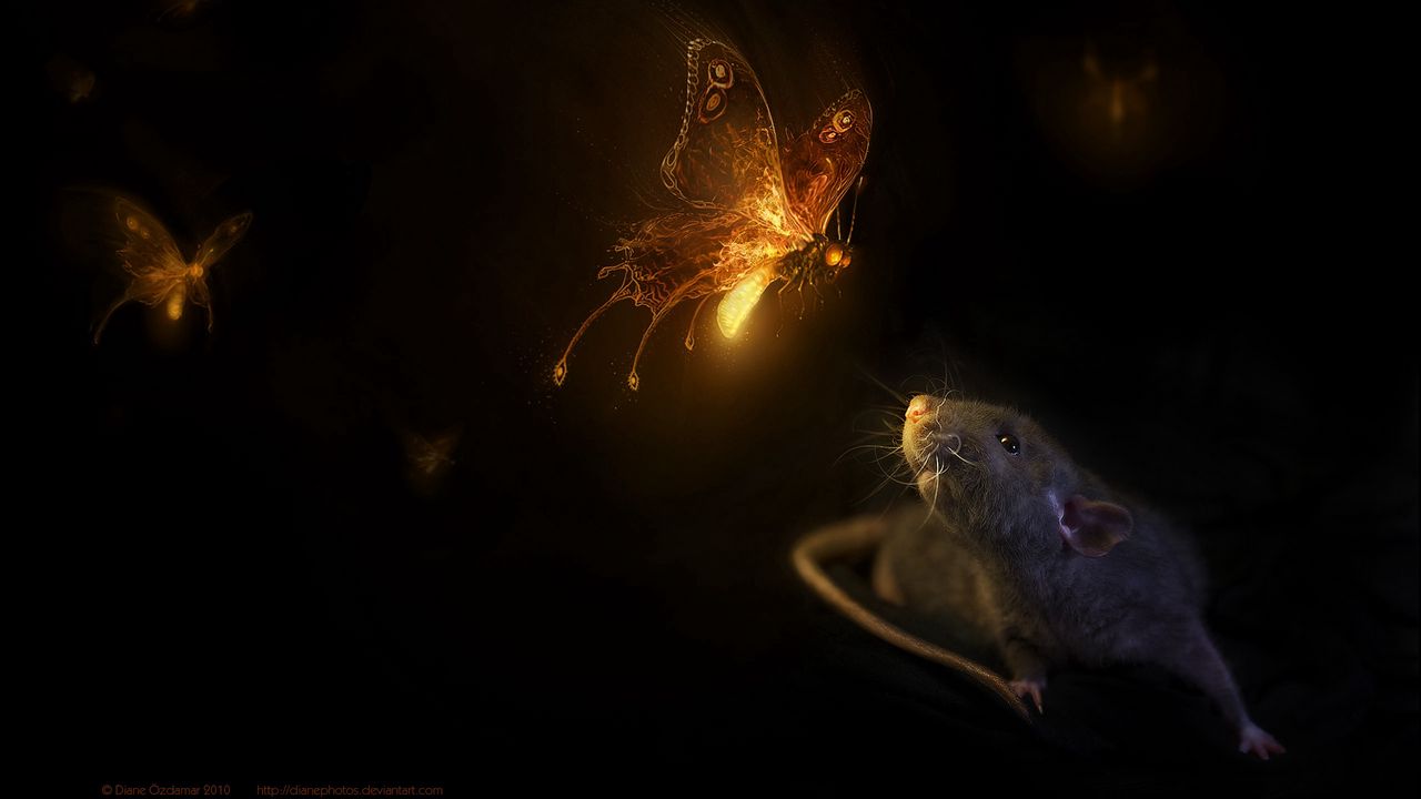 Обои мышь, бабочки, черный фон, крыса