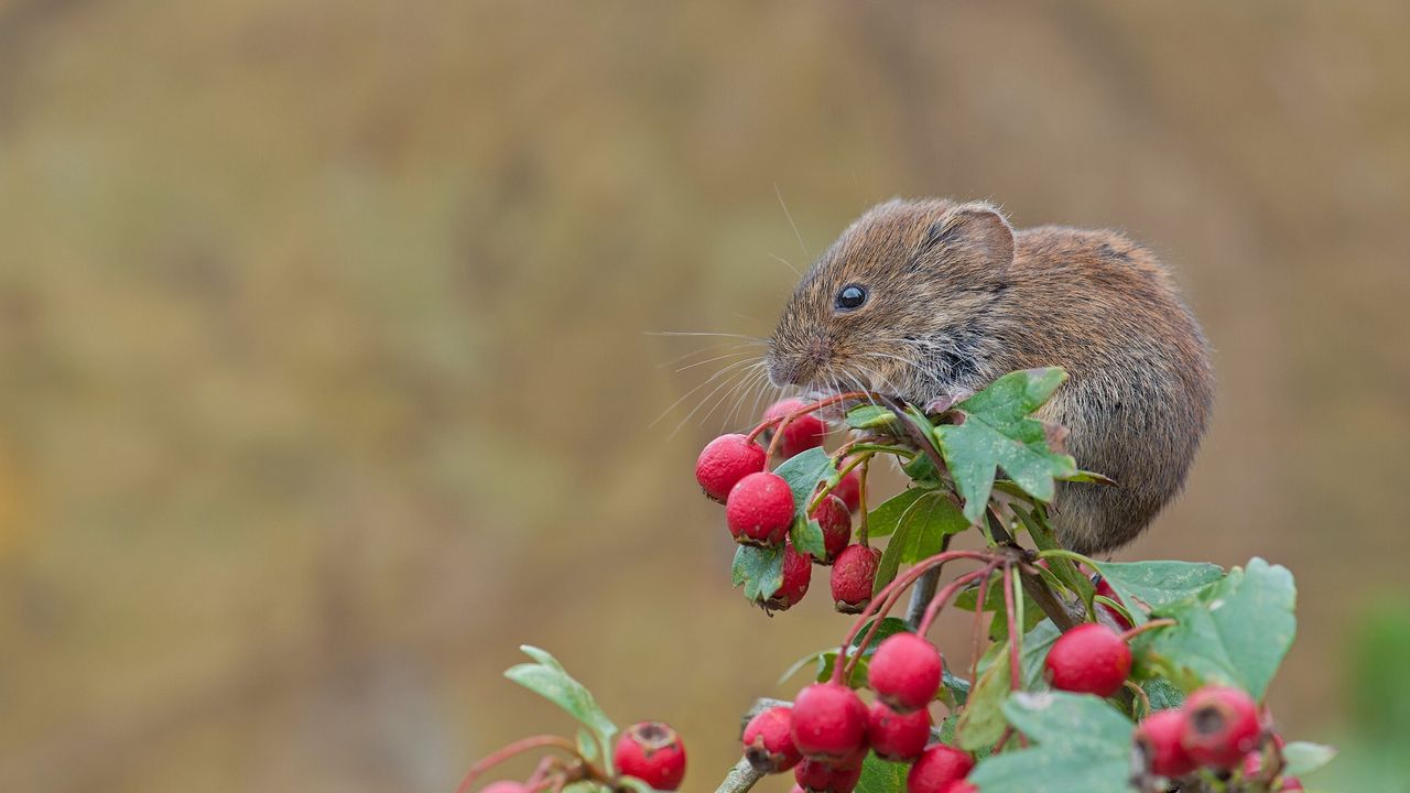 Обои мышь, грызун, рыжая полёвка, ягоды, боярышник