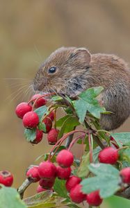 Превью обои мышь, грызун, рыжая полёвка, ягоды, боярышник