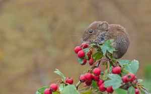 Превью обои мышь, грызун, рыжая полёвка, ягоды, боярышник