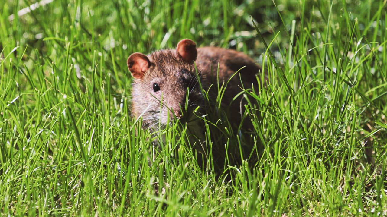 Обои мышь, грызун, трава, дикая природа