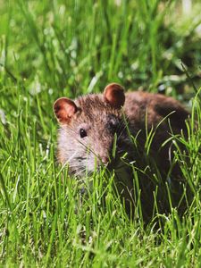 Превью обои мышь, грызун, трава, дикая природа