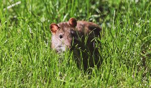 Превью обои мышь, грызун, трава, дикая природа