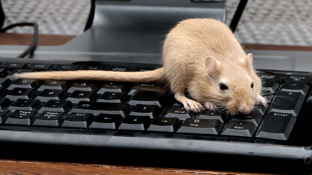 Обои мышь, крыса, клавиатура, лазать, грызун