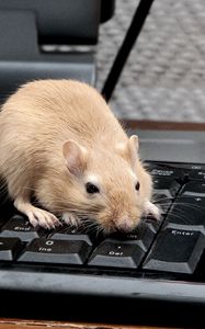 Превью обои мышь, крыса, клавиатура, лазать, грызун