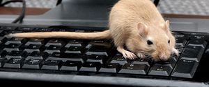 Превью обои мышь, крыса, клавиатура, лазать, грызун