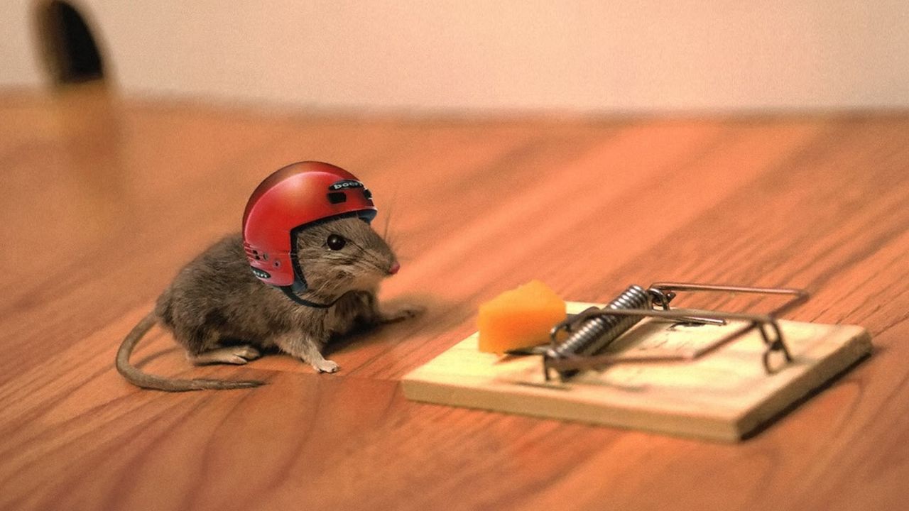 Обои мышь, сыр, мышеловка, шлем, прикол, ситуация