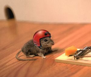 Превью обои мышь, сыр, мышеловка, шлем, прикол, ситуация