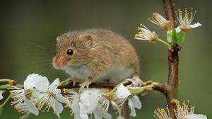 Превью обои мышь, цветы, ветка, дикая природа