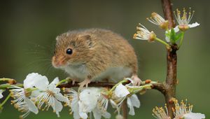 Превью обои мышь, цветы, ветка, дикая природа