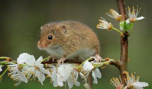 Превью обои мышь, цветы, ветка, дикая природа