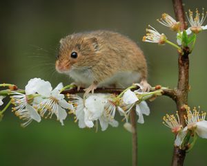 Превью обои мышь, цветы, ветка, дикая природа