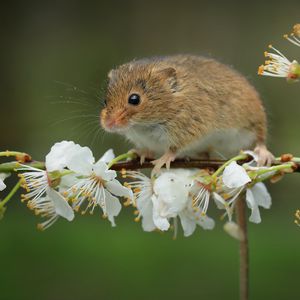 Превью обои мышь, цветы, ветка, дикая природа