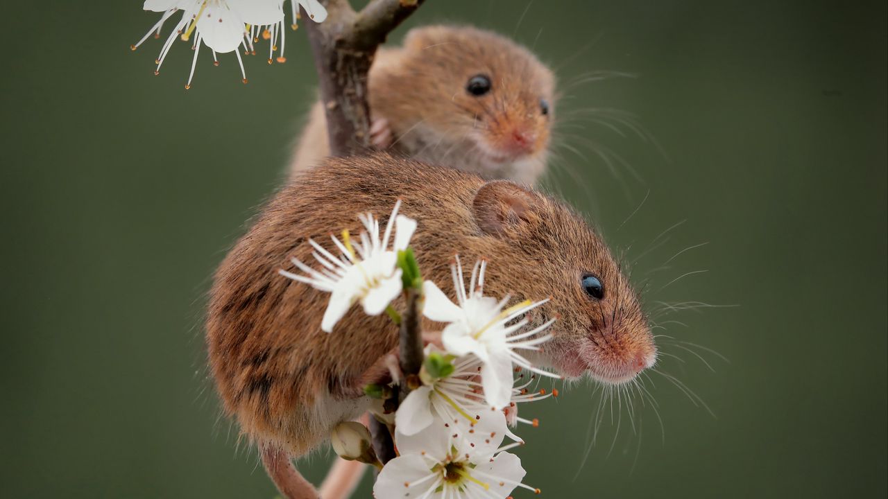 Обои мыши, цветы, лепестки