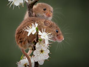 Превью обои мыши, цветы, лепестки