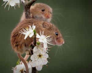 Превью обои мыши, цветы, лепестки