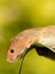 Превью обои мышь-малютка, мышь, грызун, лист