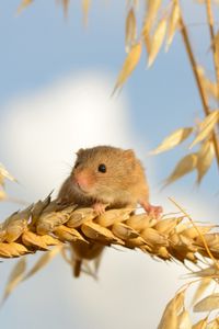 Превью обои мышь-малютка, мышь, колосья