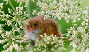 Превью обои мышь-малютка, мышь, трава, растение, грызун