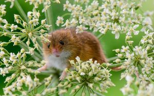 Превью обои мышь-малютка, мышь, трава, растение, грызун