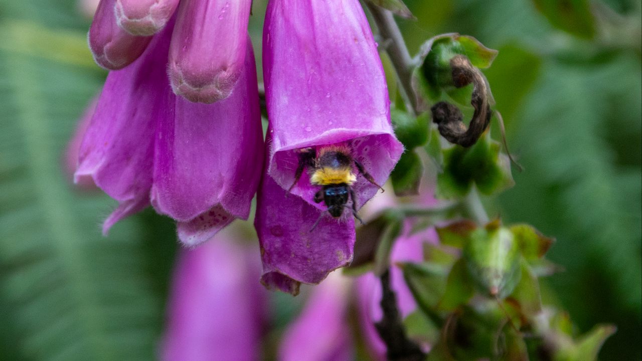 Обои наперстянка, пчела, цветок, макро, размытие, фиолетовый
