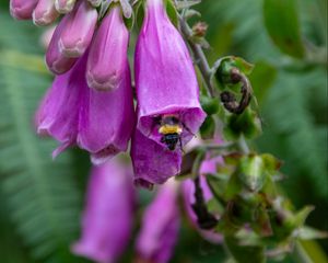 Превью обои наперстянка, пчела, цветок, макро, размытие, фиолетовый