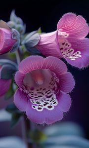 Превью обои наперстянка, цветы, фиолетовый, блюр